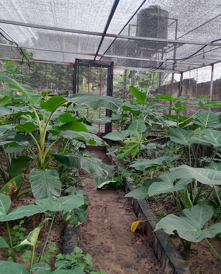 Dodowa Snail Greenhouse