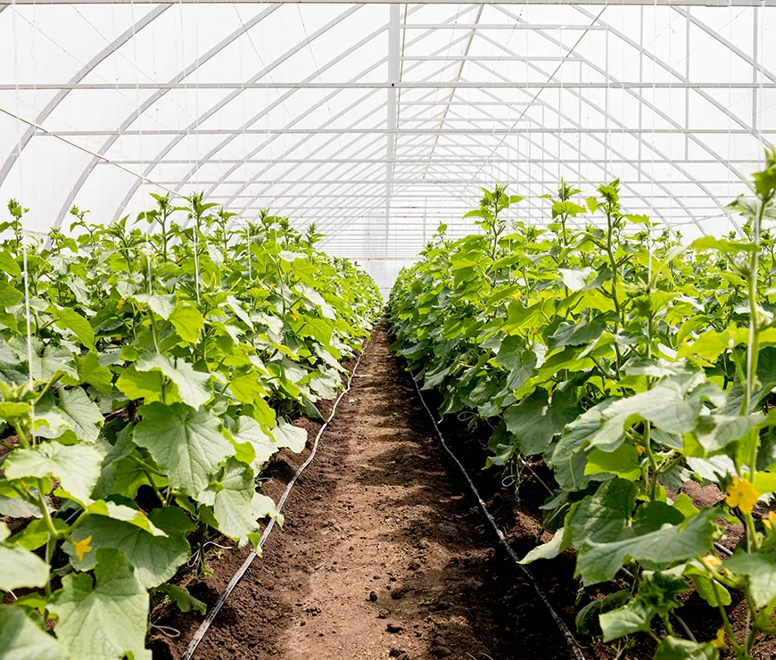 Vegetable Farming Systems