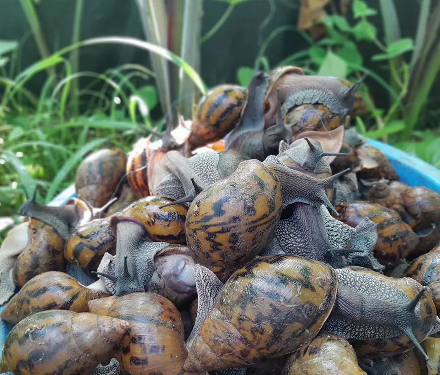 Snail Farming Systems